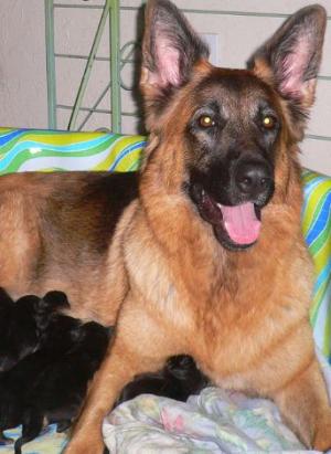 GermanShepherdPuppies